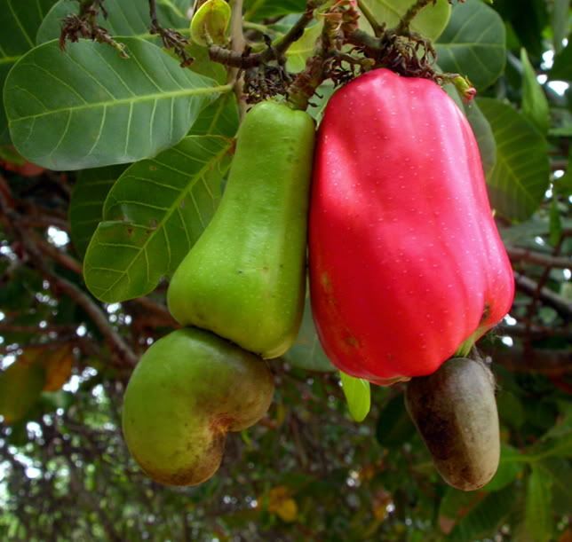Polynesian Produce Stand CASHEW NUT Anacardium occidentale RARE